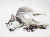 Fototapeta Tulipany - Siberian husky sleeping near colorful cotton dog toy on the floor.
