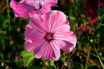 An ornamental plant with multicolored inflorescences called Slazówka Summer, growing in flower meadows between the strips of Jana Pawła 2 Street in the city of Białystok in Podlasie in Poland.