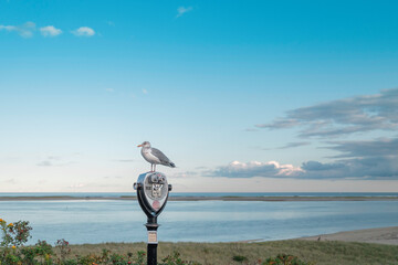 Seascape with a seagull sitting on the pay to use a telescope at the Lighthouse Beach in Chatham on Cape Cod 