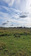 Wall Mural - Flat grassland landscape with cloudy sky