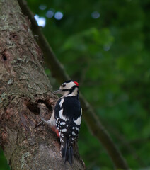 Sticker - Vertical shot of an adorable colorful woodpecker pecking on a branch of a tree