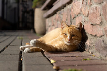 Red Cat On The Street Basking In The Sun