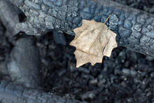 Dry Autumn Leaf On A Burnt Branch. After A Fire In The Forest. Coals Background.