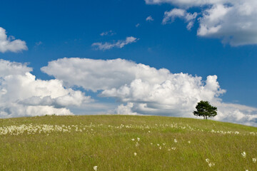 Single tree on the meadow at summer - blue sky and clouds background.