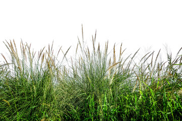 Green fresh grass naturally on isolated white background