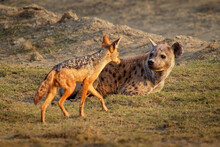 Spotted Hyena - Crocuta Crocuta After Meals Walking In The Park. Beautiful Sunset Or Sunrise In Amboseli In Kenya, Scavenger In The Savanna, Sandy And Dusty Place With The Grass