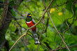 Elegant Trogon - Trogon elegans called Coppery-tailed., bird ranging from Guatemala in the south as far north as New Mexico, red black and green bird in the forest, beautiful detail, looking around