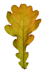 Wall Mural - Brown oak leaf isolated on a white background.