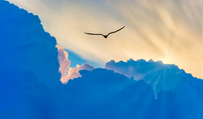 Wall Mural - Bird Flying Divine Inspirational Silhouette