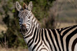 portrait of zebra in Masai mara park Kenya 