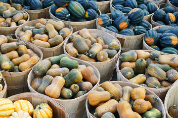 Wall Mural - colorful pumpkins in baskets at farm in autumn harvest season