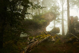 Fototapeta Przestrzenne - bosque con mucha niebla