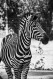 Fototapeta Konie - Zebra