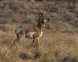 Fototapeta Sawanna - pronghorn antelope, bucks, 