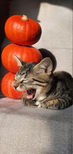 The Cat Is Coughing. The Cat Is Yawning. Halloween Background. Cute Cat And Pumpkins. 