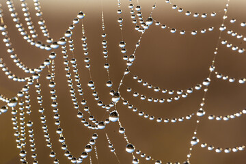  Close-up of dew drops on a spider web.