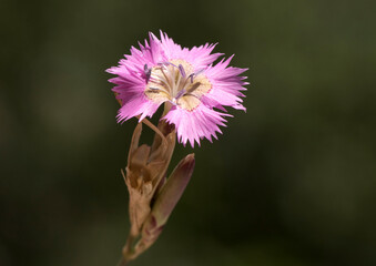 Yellow-bellied Wild Pink Autumn Carnation (Dianthus sp.)