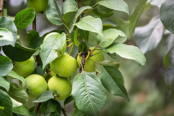 Apple branch close-up with two green ripe apples.