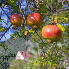 Wall Mural - Sunny autumn day. Branches of pomegranate tree  with leaves and fruit.  Montenegro