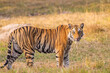 A Bengal Tiger relaxing in the grass of Bandhavgarh, India