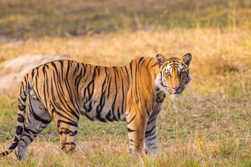 Wall Mural - A Bengal Tiger relaxing in the grass of Bandhavgarh, India