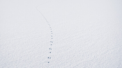 animal traces in fresh loose snow