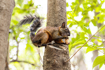 Canvas Print - Squirrel on a tree eating peanuts