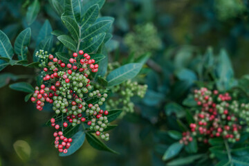 Poster - Schinus terebinthifolia, Anacardiaceae, Brazilian peppertree, aroeira, rose pepper, broadleaved pepper tree, wilelaiki (or wililaiki),  Christmasberry tree， Florida holly