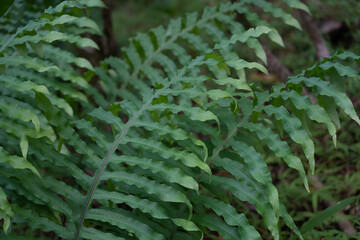 Wall Mural - Phlebodium aureum (golden polypody, golden serpent fern, cabbage palm fern, gold-foot fern, blue-star fern, hare-foot fern; syn. Polypodium aureum, Polypodium leucotomos) is an epiphytic fern 