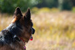 pies rasy owczarka niemieckiego siedzący pośród traw