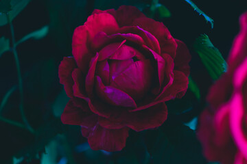 Poster - Beautiful fresh roses. Red neon  rose close up. Bright macro background.