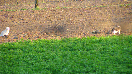 Close-up shot of two cats on a meadow