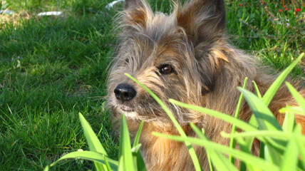 Canvas Print - Close-up shot of an adorable, fluffy dog in a garden