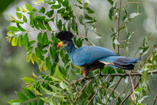 Great Blue Turaco - Corythaeola Cristata, Beautiful Large Colored Bird From African Woodlands And Forests, Kibale Forest, Uganda.