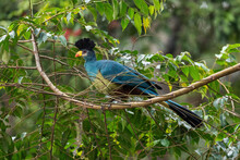 Great Blue Turaco - Corythaeola Cristata, Beautiful Large Colored Bird From African Woodlands And Forests, Kibale Forest, Uganda.