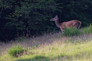 Poster - Biche