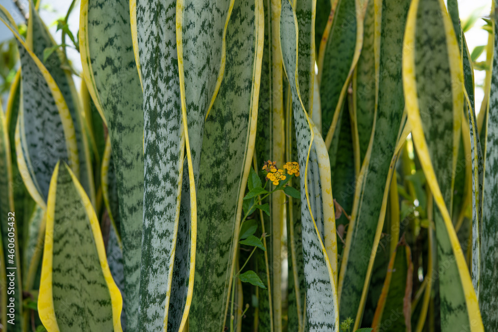 imperata cylindrica japanese blood grass Imperata cylindrica Japanese Blood Grass for Sale