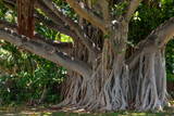 Fototapeta  - Ficus benghalensis, commonly known as the banyan, banyan fig and Indian banyan, s a tree native to the Indian Subcontinent. Hawaii