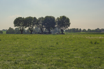 Wall Mural - Five pollard willows with cows in a sunny pasture with a residential area in the background under a blue sky.