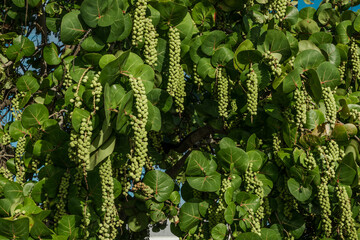 Poster - Coccoloba uvifera is a species of flowering plant in the buckwheat family, Polygonaceae, seagrape and baygrape. OAHU HAWAII