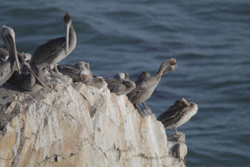 Poster - Selective focus shot of gray pelicans perched on a rock