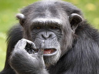Wall Mural - Portrait of a male African Chimpanzee, Pan troglodytes, watching the surroundings hostilely