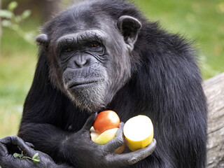 Wall Mural - The male African Chimpanzee, Pan troglodytes, holds the fruit in the year and looks at the female inanimate.