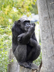 Wall Mural - African Chimpanzee, Pan troglodytes, sitting on a trunk and holding a small stick in its mouth