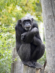 Wall Mural - African Chimpanzee, Pan troglodytes, sitting on a trunk and holding a small stick in its mouth