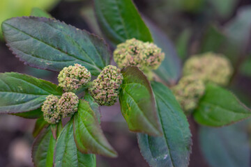 Poster - Euphorbia hirta (sometimes called asthma-plant[3]) is a pantropical weed, originating from the tropical regions of the Americas.