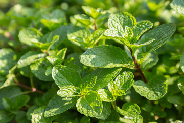 Mint leaves plant grow in organic vegetable garden