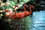 Fototapeta Tulipany - Flamingi