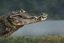 Close Up Of A Yacare Caiman On A River Bank