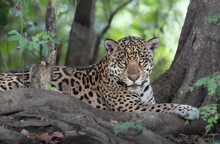 Close Up Of A Jaguar Lying On A River Bank